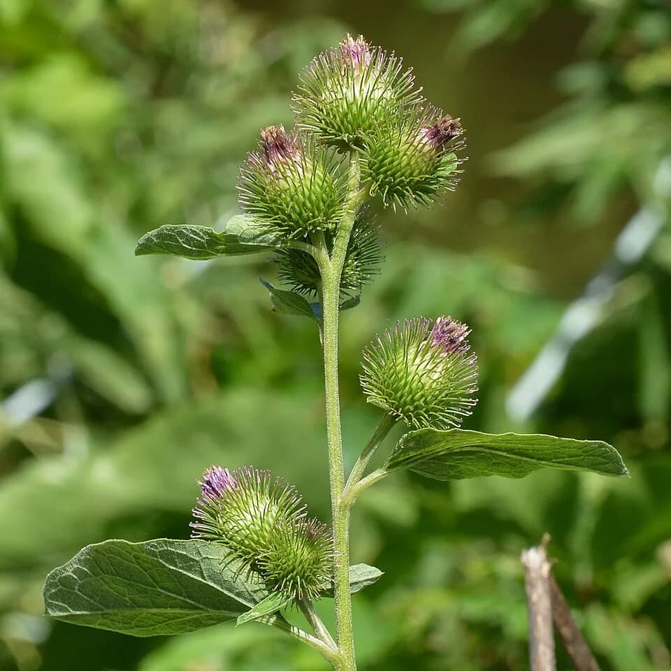 Листья и соцветия лопуха малого Arctium minus