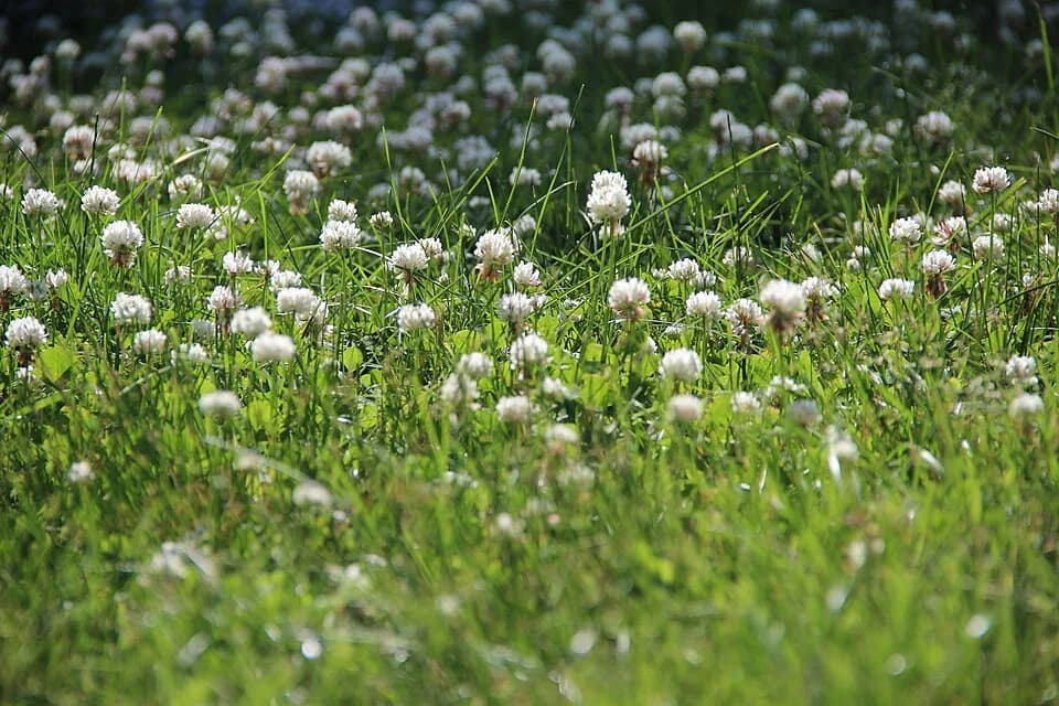 Белый клевер Trifolium repens среди газонных трав